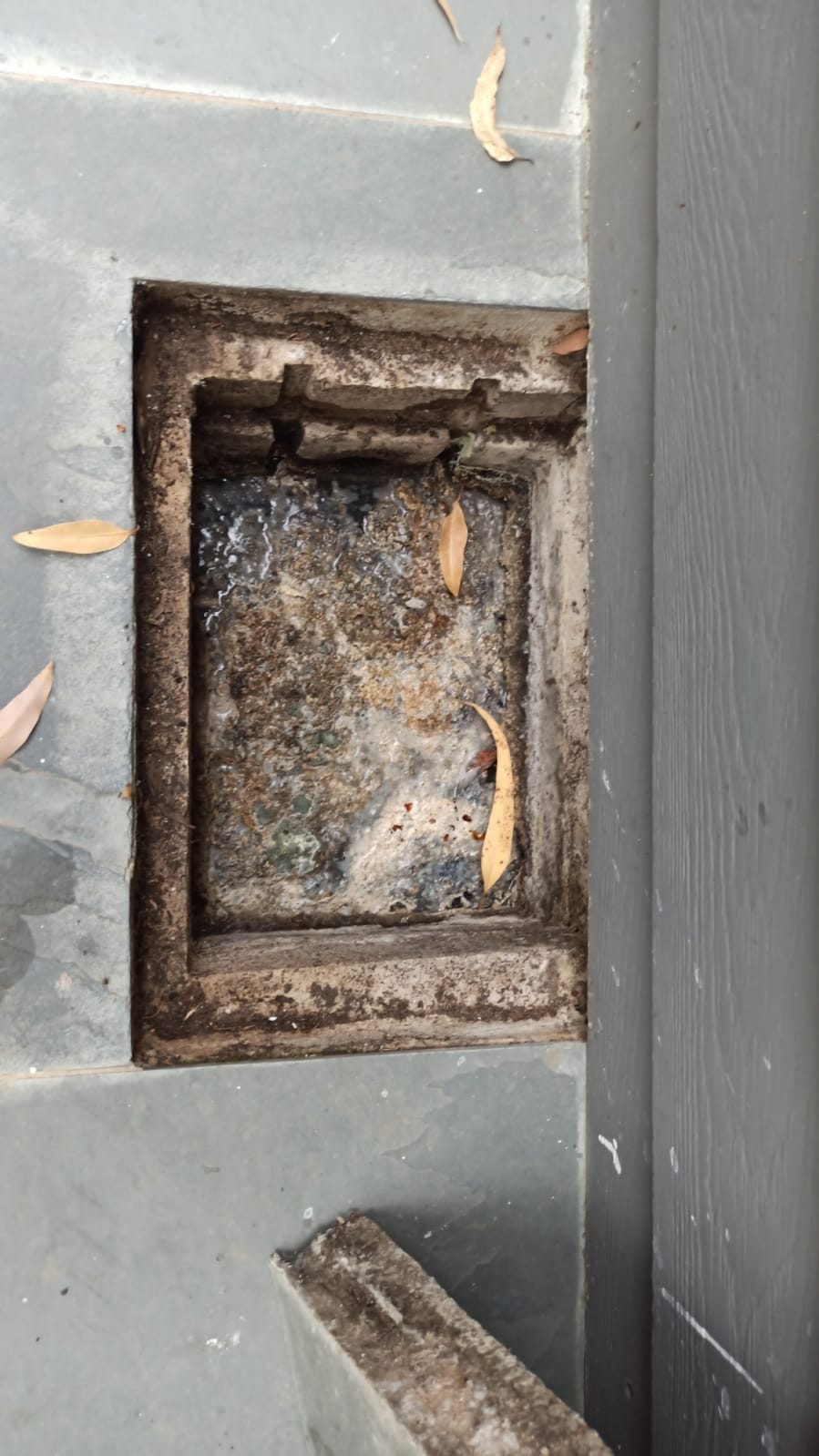 Cámara de desagüe en el piso con grasa y hojas, antes de la limpieza